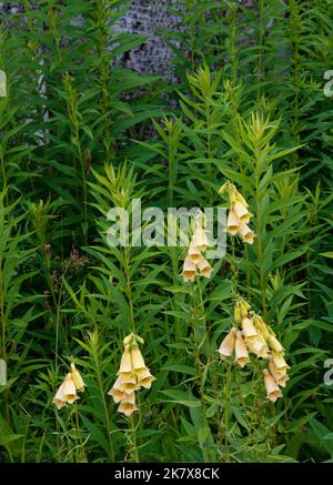 In einem Straßengraben, Door County, Wisconsin, wachsen Wildblumen mit Fuchshandschuhen Stockfoto