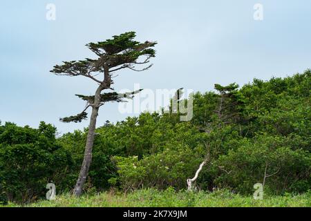 Landschaft mit schiefen Kiefern über niedrigen Küstenwald Stockfoto