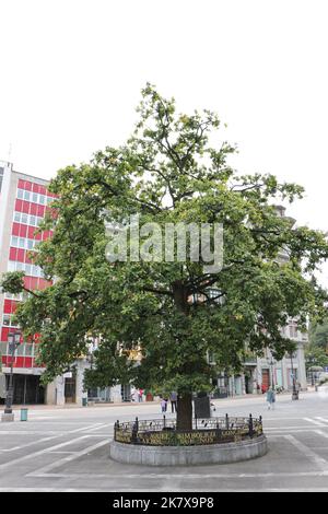 Der neue Quercus-Baum El Carbayín wurde 1950 gepflanzt, um den symbolischen 500 Jahre alten Eichenbaum El Carbayón Oviedo Asturias Spanien zu ersetzen Stockfoto