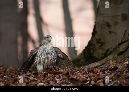 Nördlicher Habicht, der im Herbst auf dem Boden im Wald sitzt Stockfoto