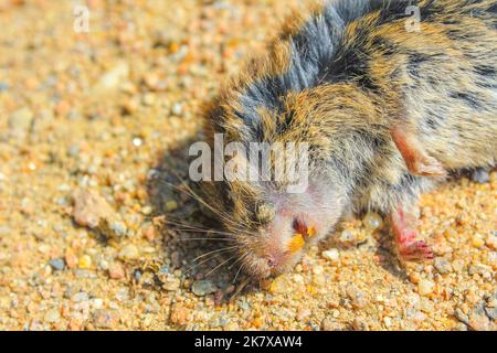 Tote abgeflachte Mausratte auf der Straße in Cuxhaven Niedersachsen Deutschland. Stockfoto