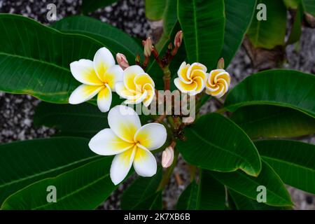 Schöne weiße Frangipani Blumen auf einem dunklen Hintergrund. Tropische Pflanzen und Blumen, selektiver Fokus. Stockfoto