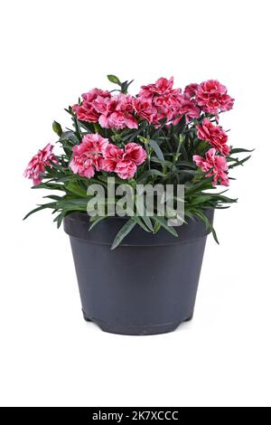 Eingetopfte rosa Dianthus-Blüten auf weißem Hintergrund Stockfoto