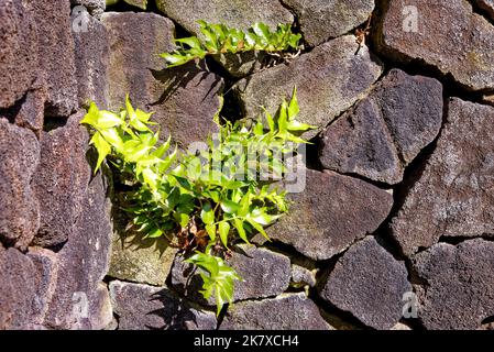 Steinmauer aus vulkanischem Gestein auf Lanzarote. Nahaufnahme der Trockensteinmauer aus vulkanischem Gestein Stockfoto