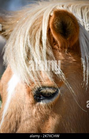 Blick auf das Pferd mit blonder Mähne Stockfoto