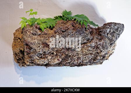 Steinmauer aus vulkanischem Gestein auf Lanzarote. Nahaufnahme der Trockensteinmauer aus vulkanischem Gestein Stockfoto