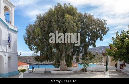 Griechenland, Insel Andros, Kykladen. Immergrüner Eukalyptusbaum an der Kirche gepflasterter Hof in Chora Stadt. Schatten von großen Pflanzenblättern, ruhiger meerblauer Himmel. Stockfoto