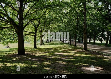 Ein von Bäumen gesäumter Korridor in einem Stadtpark bringt die Seele zum Frieden, vereint sich mit der Natur und ermöglicht gleichzeitig Schutz vor Sonne und Wind. Stockfoto