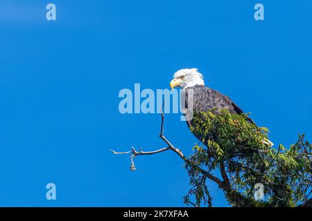 Ein reifer Weißkopfseeadler (Haliaeetus leucocephalus), der auf einem Baum in British Columbia, Kanada, thront. Stockfoto