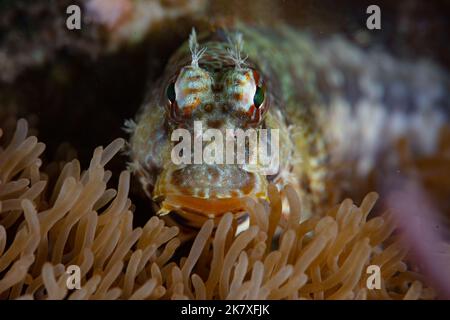 Ein Edelsteinblenny, Salarias fasciatus, liegt auf Korallen in der Nähe von Alor, Indonesien. Blennien sind häufige Bewohner von Korallenriffen. Stockfoto