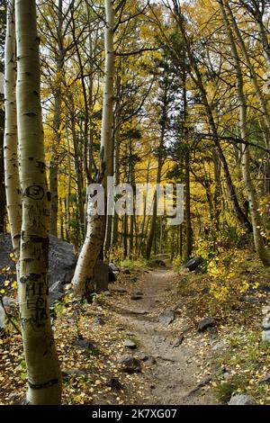 Enge Aussicht auf einen Wanderweg, der sich durch einen Tunnel aus Aspen-Bäumen mit gelben Blättern im Herbst schlängelt Stockfoto