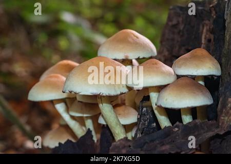 Ein Klumpen von Schwefeltuft-Pilzen auf einem verfaulenden Stumpf im Wald Stockfoto