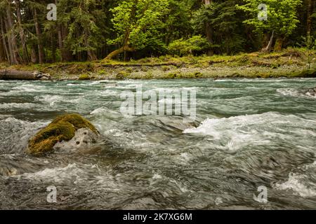 WA22403-00...WASHINGTON - der Quinault River vom Quinault River Trail unterhalb von O'Neil Creek im Olympic National Park aus gesehen. Stockfoto