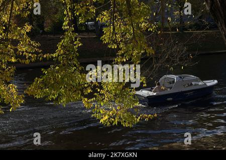 Überhängende, mit gelben und grünen Blättern gefüllte Äste und ein kleines Motorboot, das an einem sonnigen Herbsttag entlang des Flusses Ouse fährt, York, Großbritannien. Stockfoto