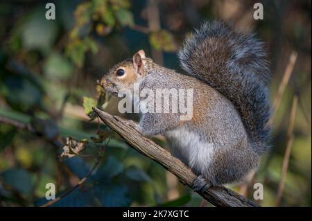 Graues Eichhörnchen sitzt auf Zweig suchen niedlich Stockfoto