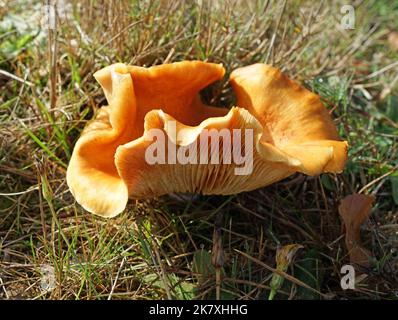 Ein ungewöhnlicher Pilz im Wald. Es könnte eine Russula laurocerasi sein, aber diese gibt es in den Niederlanden selten Stockfoto
