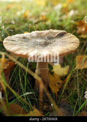 Pilz genannt Amanita porphyria, grau verschleierte Amanita oder die Porphyr-Amanita. Gesehen im Oktober in einem holländischen Wald Stockfoto