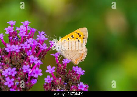 Kleiner Kupferfalter Lycaena phlaeas auf einem Verbena-Blütenkopf in einem englischen Herbstgarten England Stockfoto