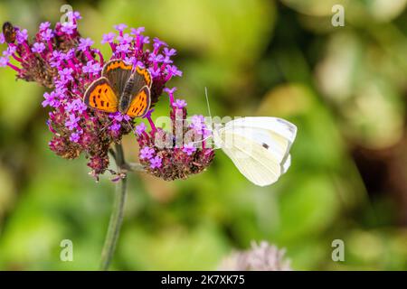 Kleiner Kupferfalter Lycaena phlaeas und großer weißer Schmetterling auf Baldrian-Blütenkopf in einem englischen Herbstgarten England Stockfoto
