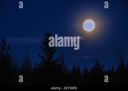 Glühender, verschwommener Vollmond über der Fichtenwalddecke in klarem Nachthimmel, Lichtreflexe um die Mondscheibe Stockfoto