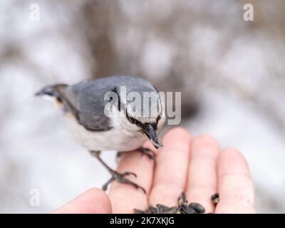 Der eurasische Kleiber frisst Samen aus der Hand eines Mannes. Hungriger Vogelholzknütchsel, der im Winter oder Herbst Samen aus der Hand frisst. Tierpflege in Stockfoto