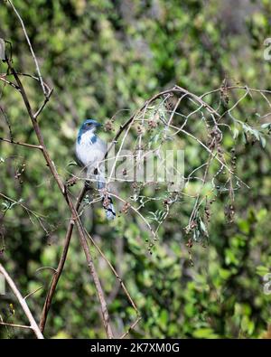Ein kalifornischer Scrub-Jay (Aphelocoma californica) steht in einem Strauch am Lake Hollywood in Los Angeles, CA. Stockfoto