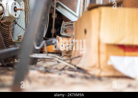 Niedliche kleine orangefarbene Babykatze versteckt sich zwischen den Schachteln Stockfoto