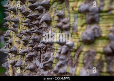 Meist verschwommene Nahaufnahme von Seidenbaumrinde aus Zahnseide. Ceiba speciosa dornige grüne Rinde Stockfoto