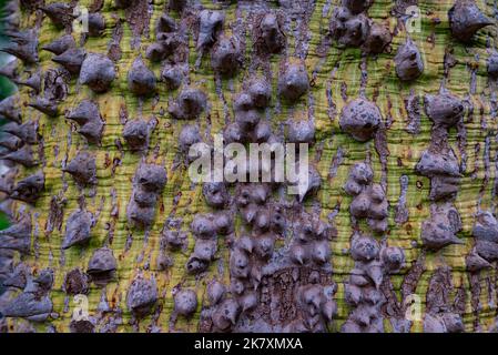 Meist verschwommene Nahaufnahme von Seidenbaumrinde aus Zahnseide. Ceiba speciosa dornige grüne Rinde Stockfoto