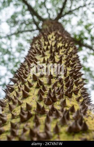 Meist verschwommene Nahaufnahme von Seidenbaumrinde aus Zahnseide. Ceiba speciosa dornige grüne Rinde Stockfoto