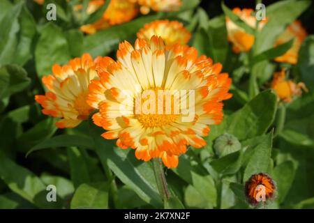 Blume des Pot Marigold (Calendula officinalis „Oopsy Daisy“) Stockfoto