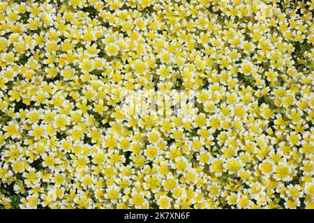 Blüten der pochierten Eierpflanze (Limnanthes douglasii) Stockfoto