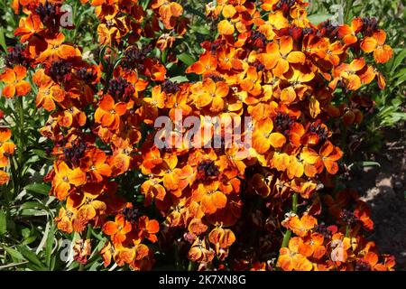 Wandblume (Cheiranthus cheiri) im Garten. Stockfoto