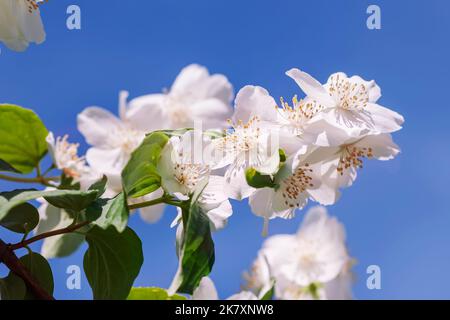 Zarte szenische Philadelphus Blumen auf Blue Sky Hintergrund Stockfoto