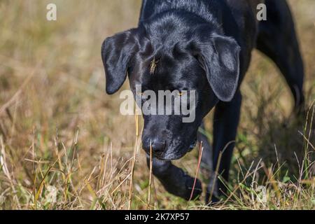 Ein schwarzer Hund mit einer Heuschrecke auf dem Kopf Stockfoto