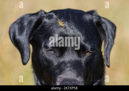 Ein schwarzer Hund mit einer Heuschrecke auf dem Kopf Stockfoto