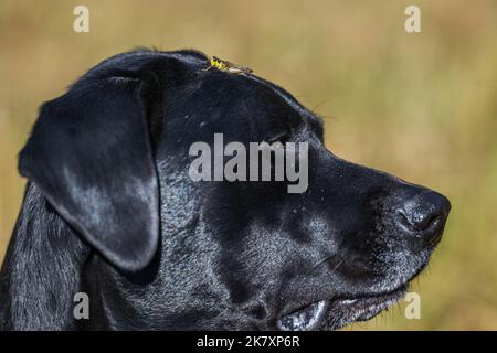 Ein schwarzer Hund mit einer Heuschrecke auf dem Kopf Stockfoto