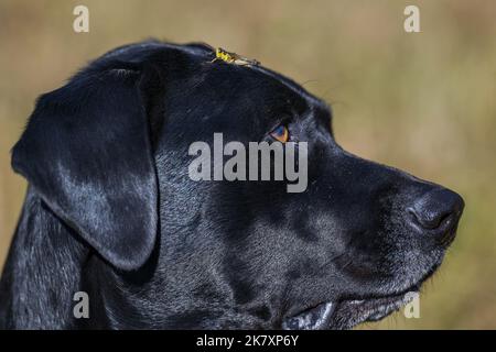 Ein schwarzer Hund mit einer Heuschrecke auf dem Kopf Stockfoto