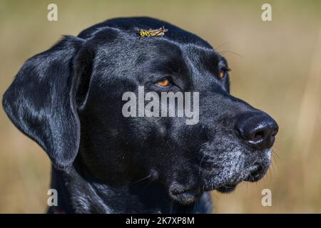 Ein schwarzer Hund mit einer Heuschrecke auf dem Kopf Stockfoto