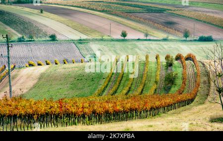 Weinberge im Weinviertel, Niederösterreich Stockfoto