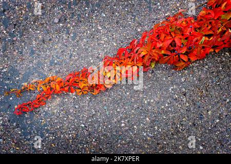 Rote Herbstblätter auf schleichenden Pflanzen, die auf Asphalt oder Zement wachsen Stockfoto