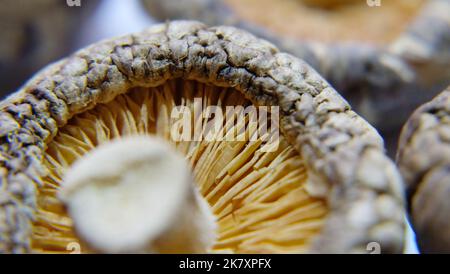 Nahaufnahme der Kiemen eines dehydrierten Shiitake-Tee-Blütenpilzes. Stockfoto