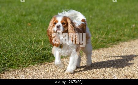 Niedlicher kleiner Kavalier König Charles Spaniel genießt seinen täglichen Spaziergang Stockfoto