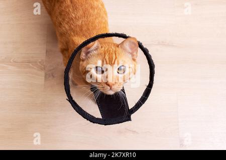 Kätzchen in einem Tierschutzkragen aus der Nähe Stockfoto