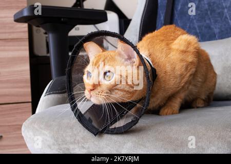 Kätzchen in einem Tierschutzkragen aus der Nähe Stockfoto