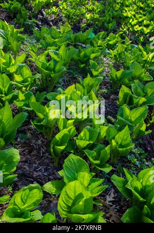 Skunk Cabbage mit Hintergrundbeleuchtung füllt den Boden des Baches Be im Glen State Nature Preserve von Parfrey, Baraboo Hills, Sauk County, Wisconsin Stockfoto