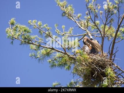 Ein großer Blaureiher sitzt in seinem Nest auf einem Kiefernbaum, der Stäbe und Gräser arrangiert, Devil's Lake State Park, Sauk County, Wisconsin Stockfoto