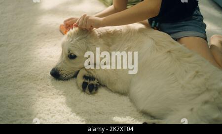 Mädchen erstellen Frisur für Hund, Kämmen Wolle, Nässen Locken, sitzen auf mildem Teppich, Freizeit zusammen mit Haustier, Hund entspannen. Golden Retriever. Stockfoto