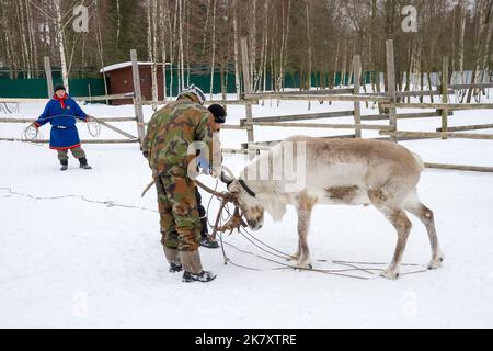 REGION MOSKAU, RUSSLAND - 28. JANUAR 2017: Rentier mit Hilfe eines Lassos auf einer Farm in der Nähe von Moskau fangen. Stockfoto