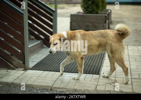 Streunender Hund auf der Straße. Tier in der Stadt. Gefährliche Bestie. Haustier ohne Besitzer. Stockfoto